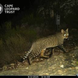 South African wildcat